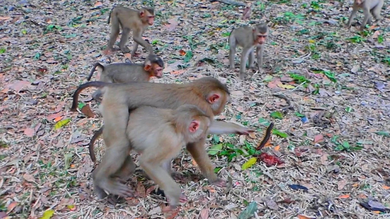 Leo enjoys playing with Joyce, Kendra & other monkeys, and they see a centipede found on the ground