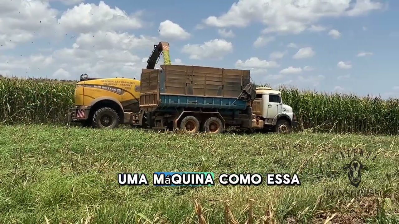 Silagem de Milho: Como Fazer uma Silagem de Qualidade na Hora da Colheita 🌽