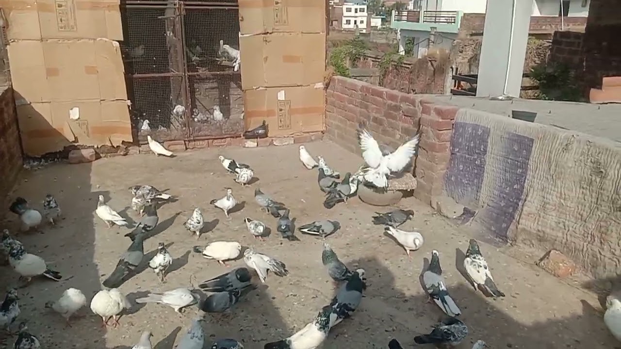 Ek kabutar nikal gya#pigeon#bird#video#fly#khel#badshah kabutar