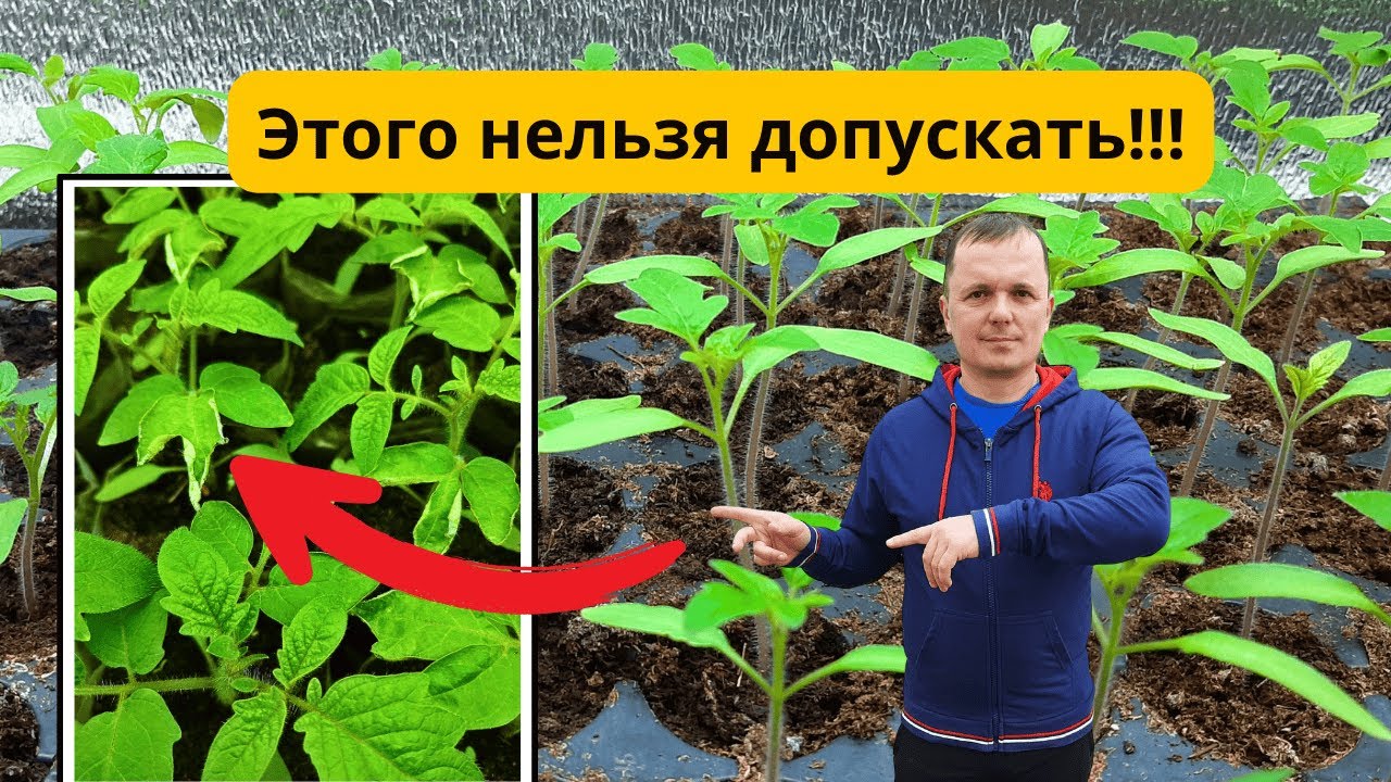 Почему сохнут края листьев у рассады? Главные причины и решения.