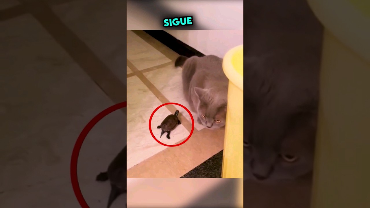 As&iacute; reaccion&oacute; el Gato cuando una Tortuga lo molesta 😂