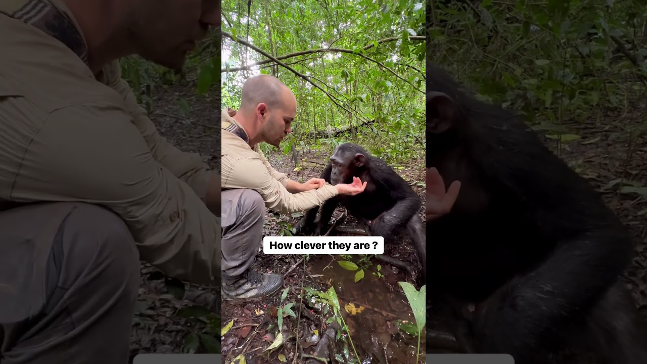 This incredible moment with &laquo; Chance &raquo; this unique chimpanzee from @papaye.international