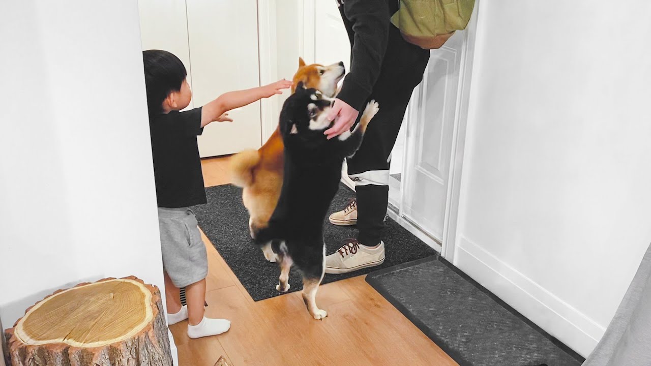 主人出門三天，回家後兩隻狗狗的反應太暖心了，全家熱烈歡迎！