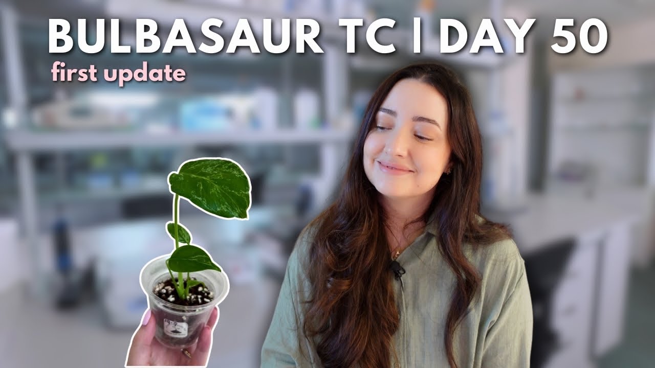 Monstera Bulbasaur Tissue Culture First Update 🌱 | Day 50