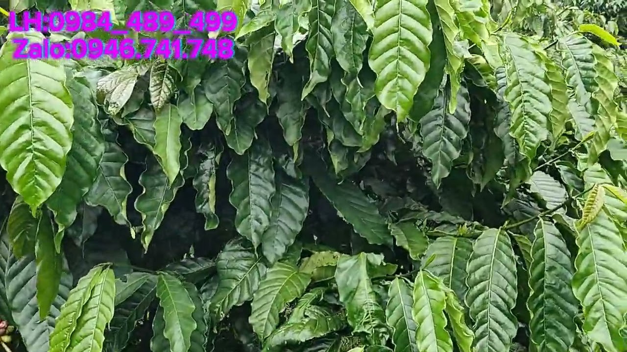 (lô 224) sổ hồng 1,9ha thuận hạnh cách quốc lộ 14a khoảng 2km