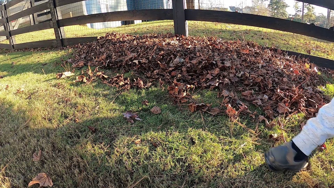 Vacuuming leaves with the Homelite 2 cycle Gas Blower/vac