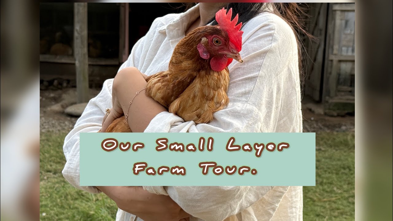 A Day in Our Layer Farm : Step-by-Step Tour | Nagaland, India.
