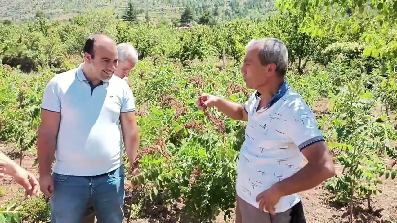 Adana Saimbeyli İlçesinde Sumak Bitkisinin Kültüre Alınışı ve Sumak Yetiştiriciliği.