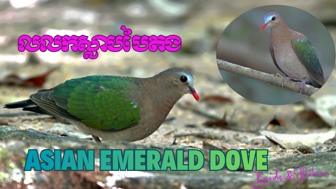 Part 06: Asian Emerald Dove (Chalcophaps indica)
