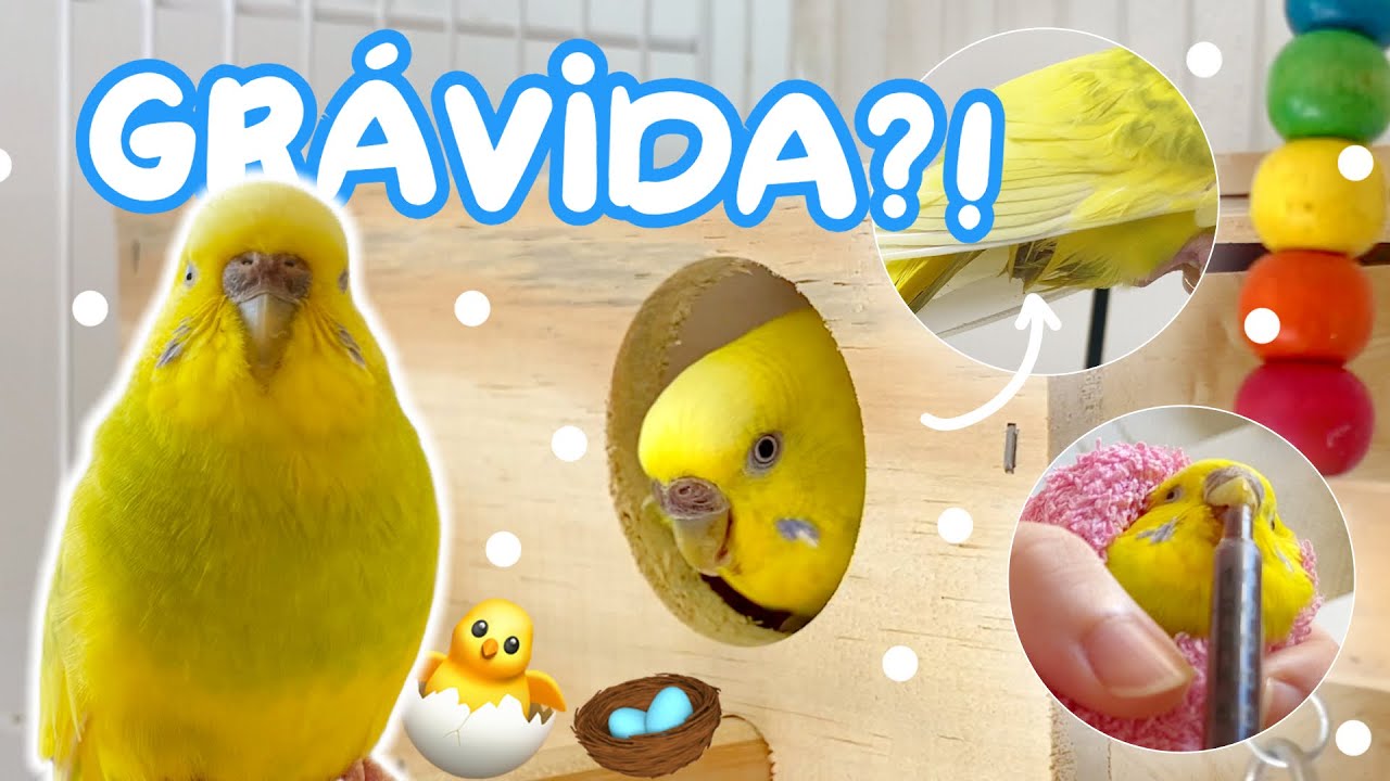 PERIQUITO VAI PÔR OVOS? Saiba PRIMEIROS sinais! - Periquitos Australianos | Batatube