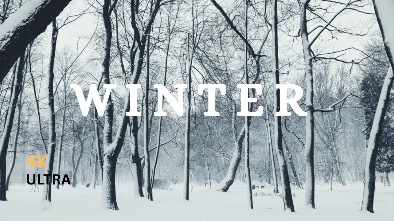 Swiss Winter Live ❄️ | Frozen Foliage & Snowy Forest | Relaxing Music