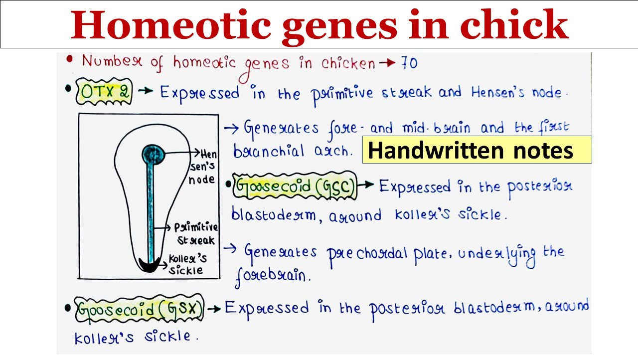 Homeotic genes in chick | Handwritten notes