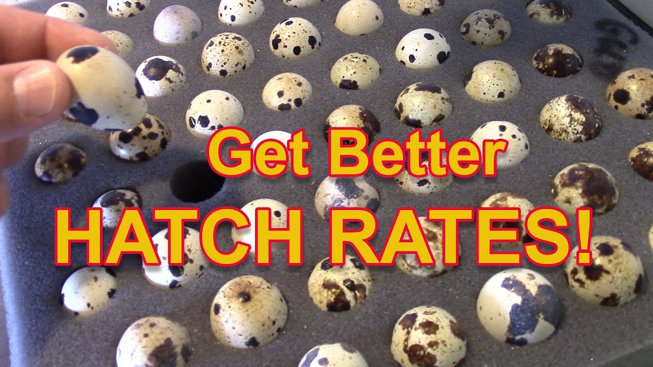 Get Better Hatch Rates - Quail hatch rates explained