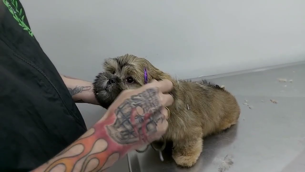 Como aparar os pelos do canto dos olhos do shihtzu filhote .