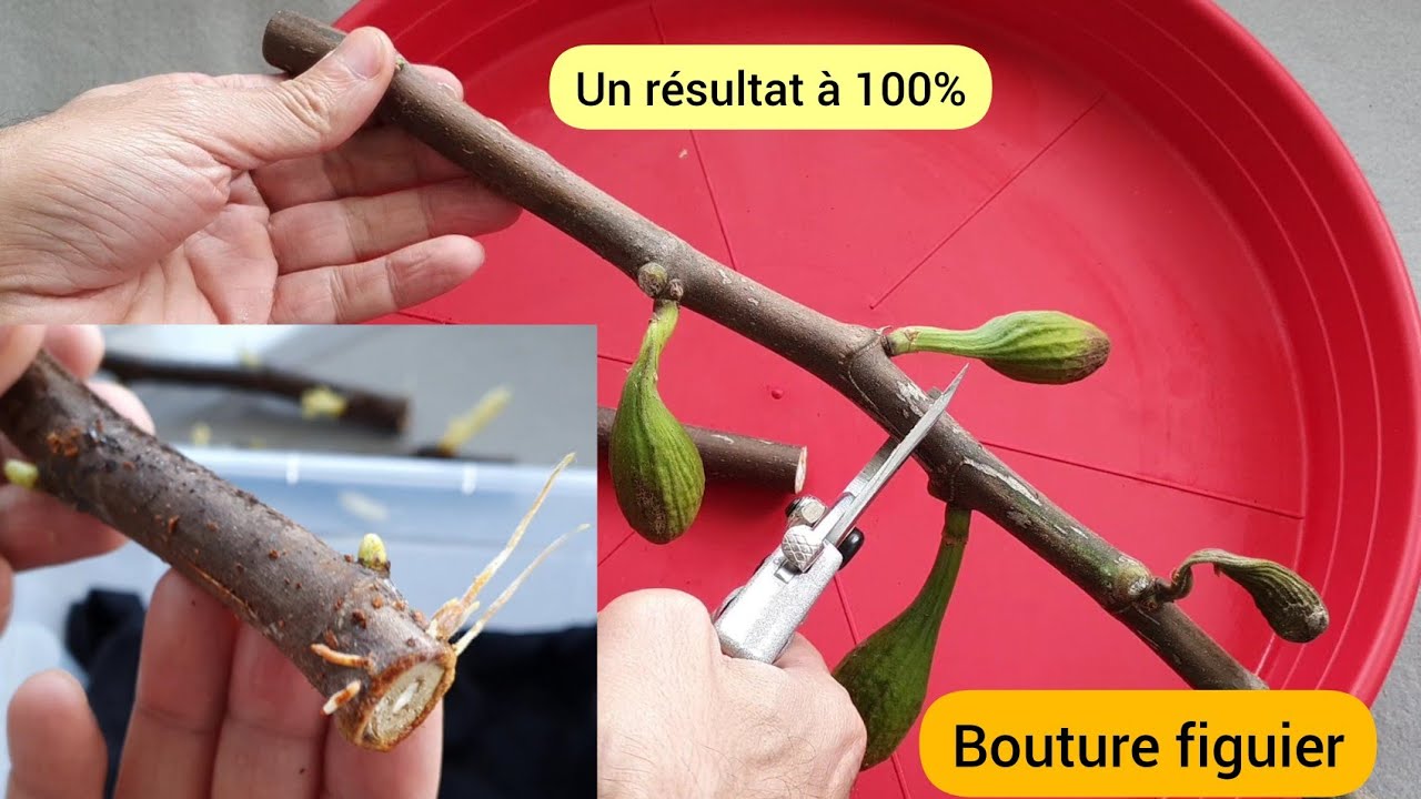 Comment bouturer le figuier sans terreau ? 2022