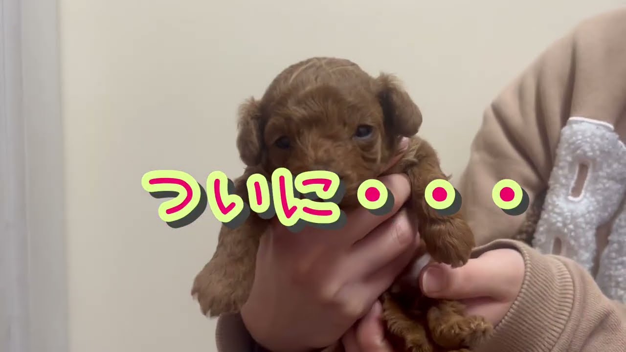 【2/14 出産】トイプードル仔犬③