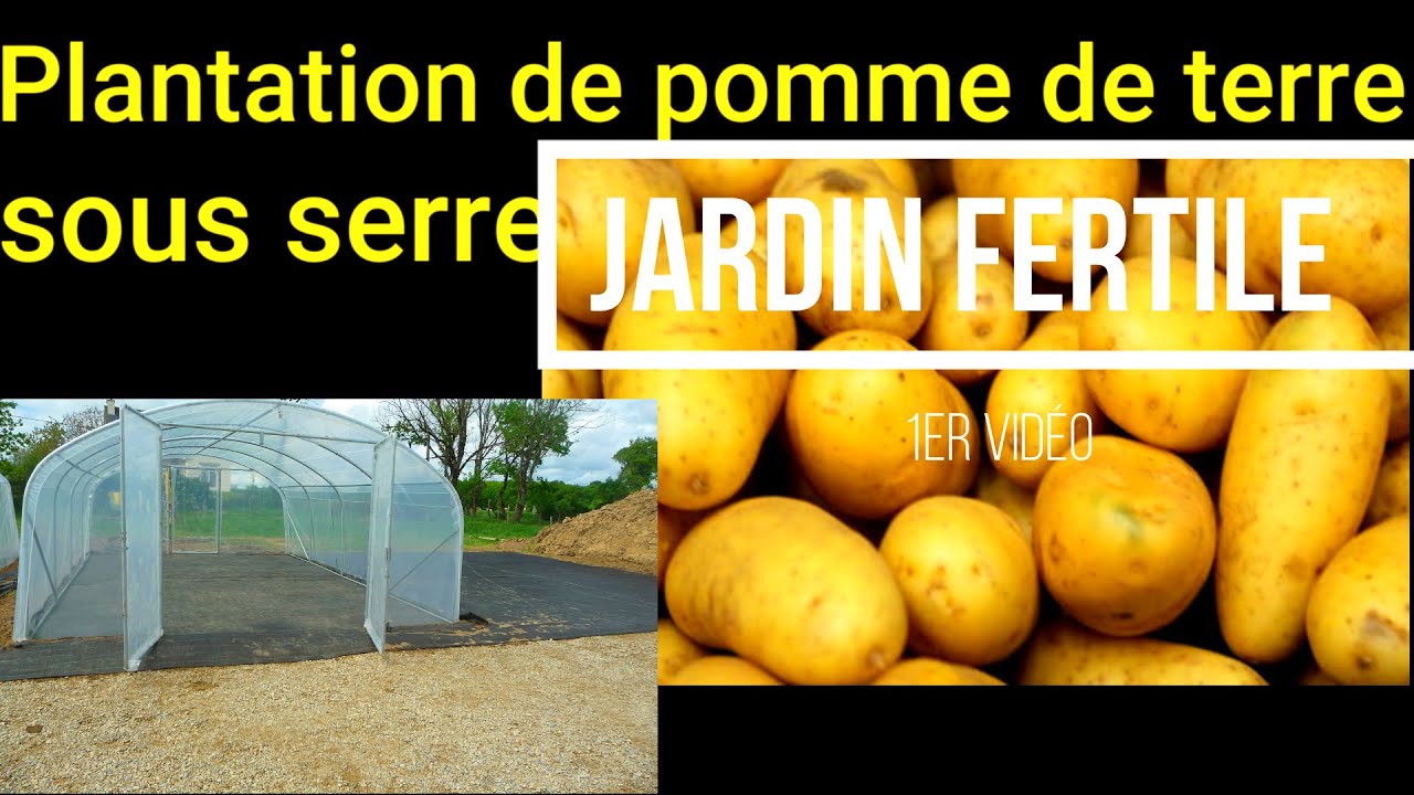 Plantation pommes de terre sous serre.