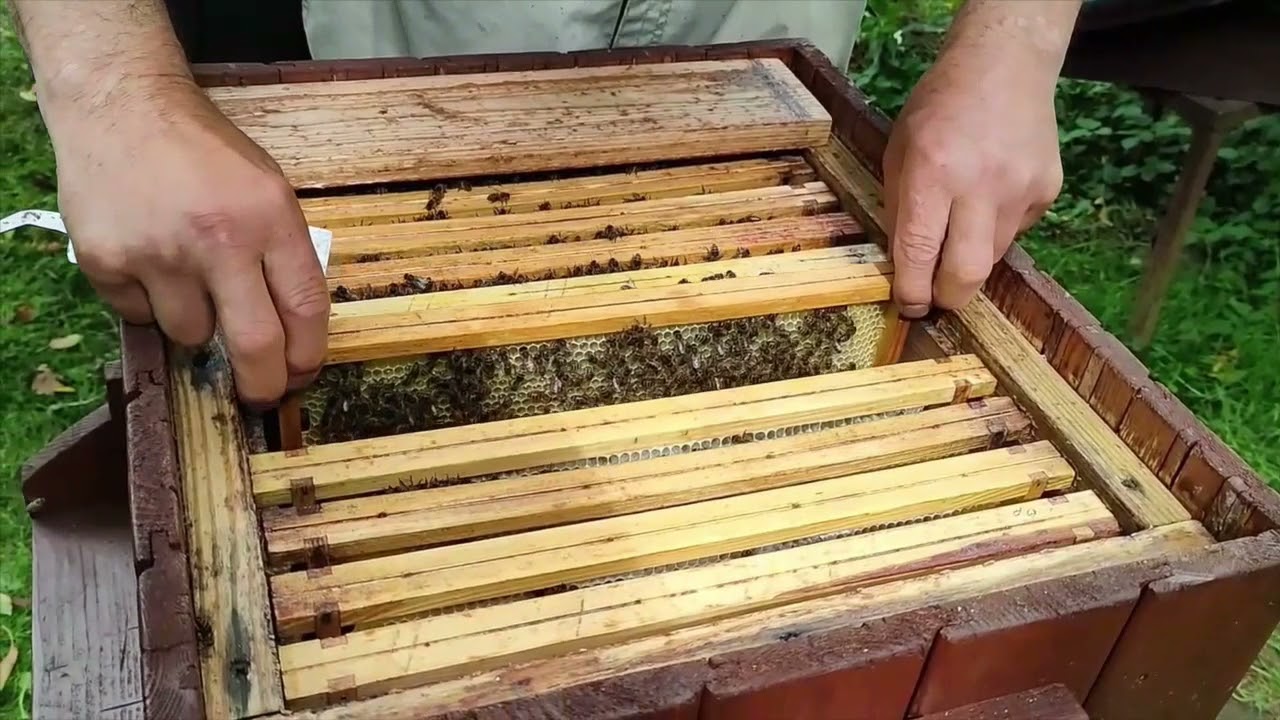 #4 Wykonywanie odkład&oacute;w  w II etapie  pułapki na warrozę w systemie Stan-i-Sław w praktyce