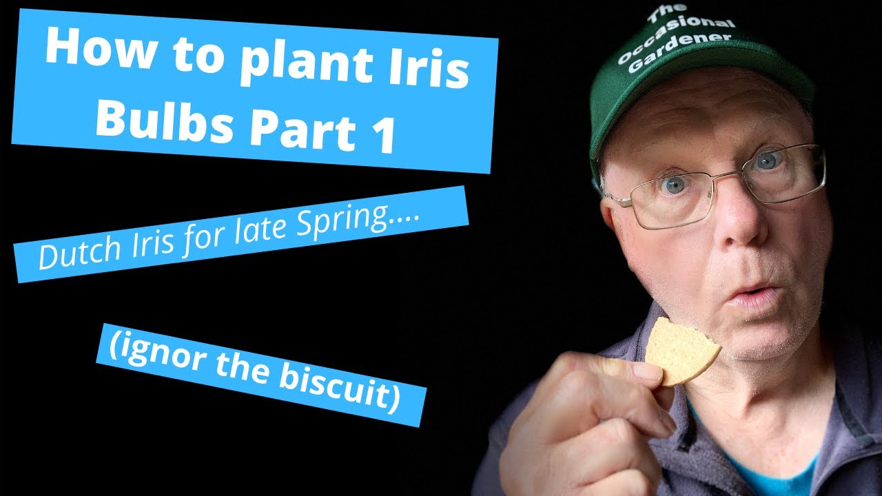 Let's plant some Dutch Iris in a pot