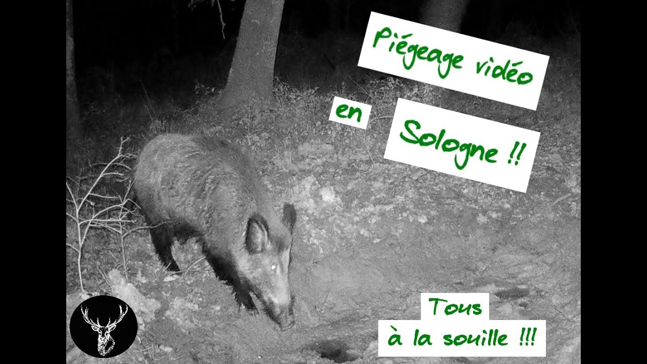 Piège Photo/vidéo Sologne . Sangliers  à la souille ! Trail cam Sologne (France) wild boar  bath !