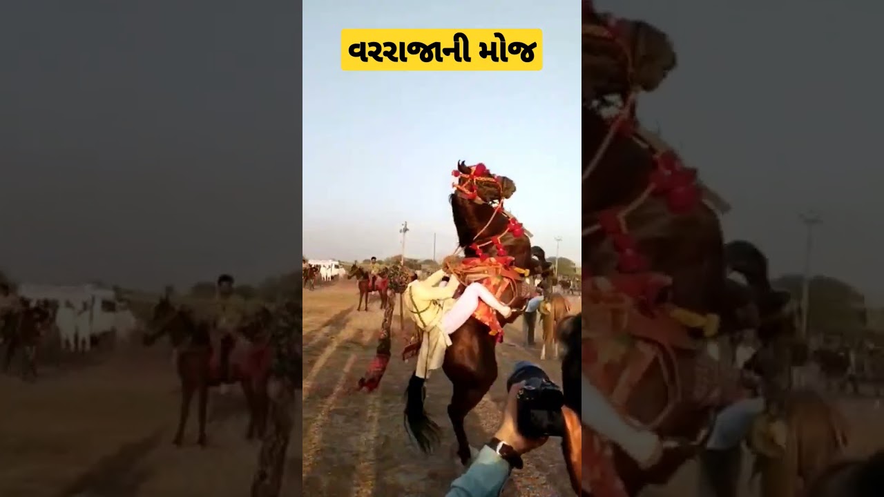 વરરાજાની મોજ | Horse rider | fuleku | marriage function | Horse lovers 