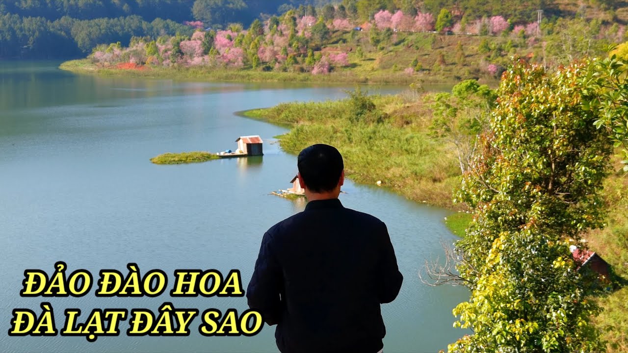 Đảo Đào Hoa Đà Lạt một rừng Mai Anh Đào, xa xa rất đẹp lại gần cũng được