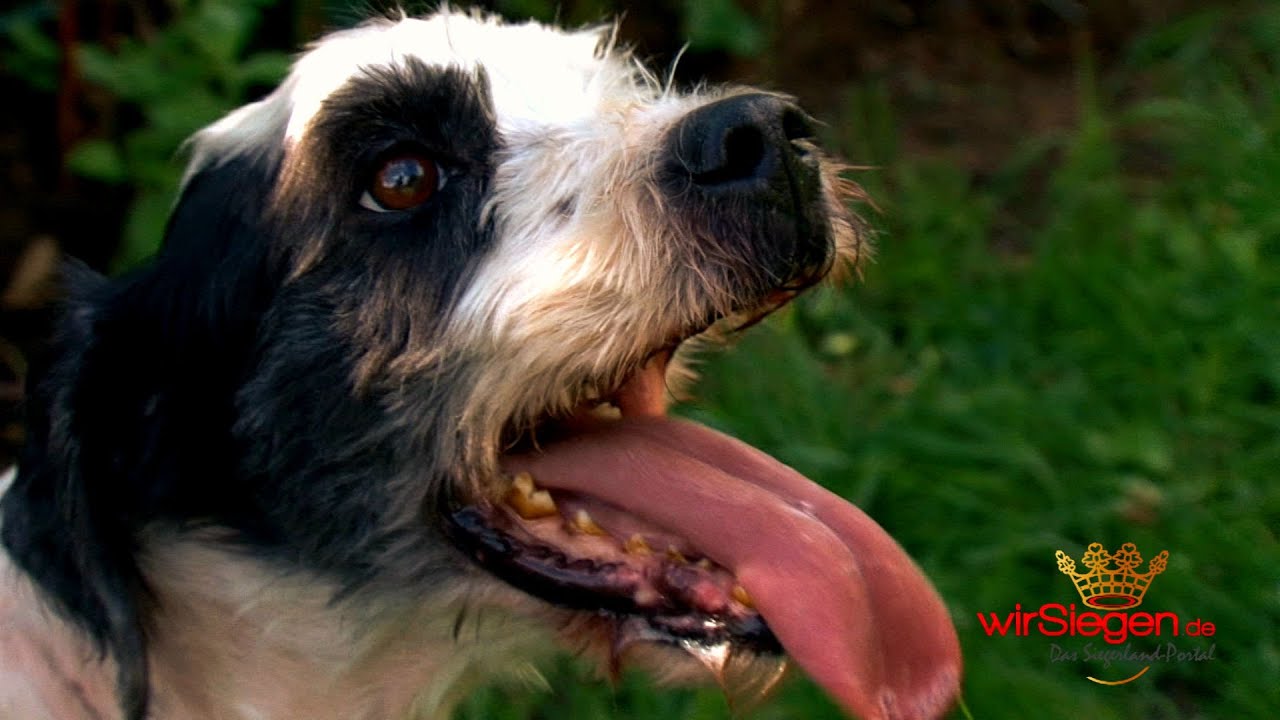 Fundhund Peter hat sich ins Leben zurück gekämpft (Siegen/NRW)