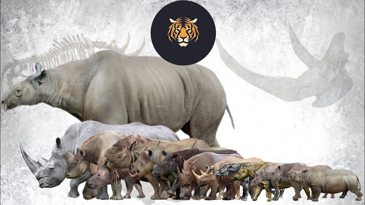 Rhinos Size Comparison LIVING EXTINCT