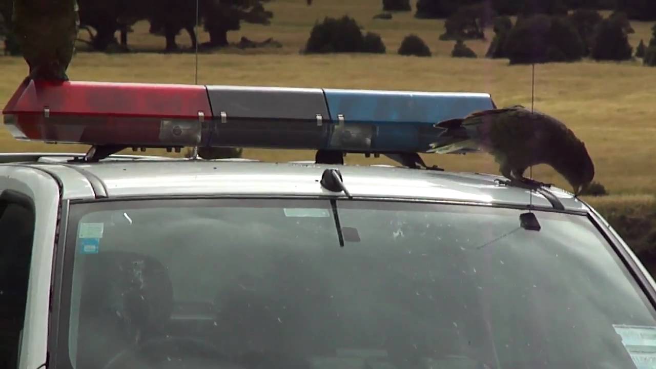 Kea destroying police car