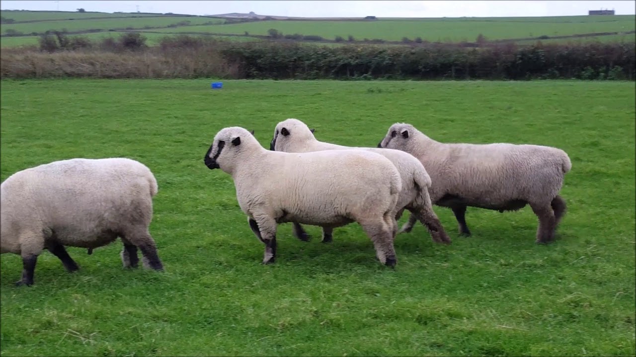 Maes-Glas Hampshire Down Sheep Stock Rams 2017