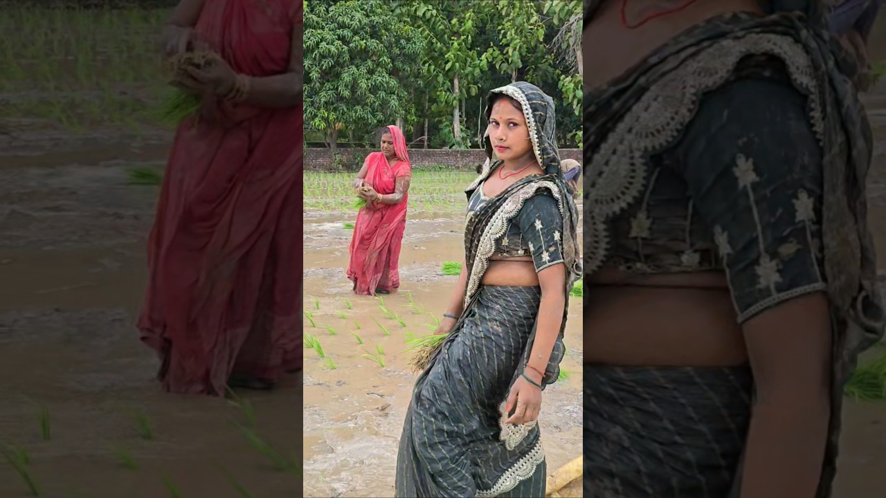Shashi is planting paddy for the first time at her in-laws' place