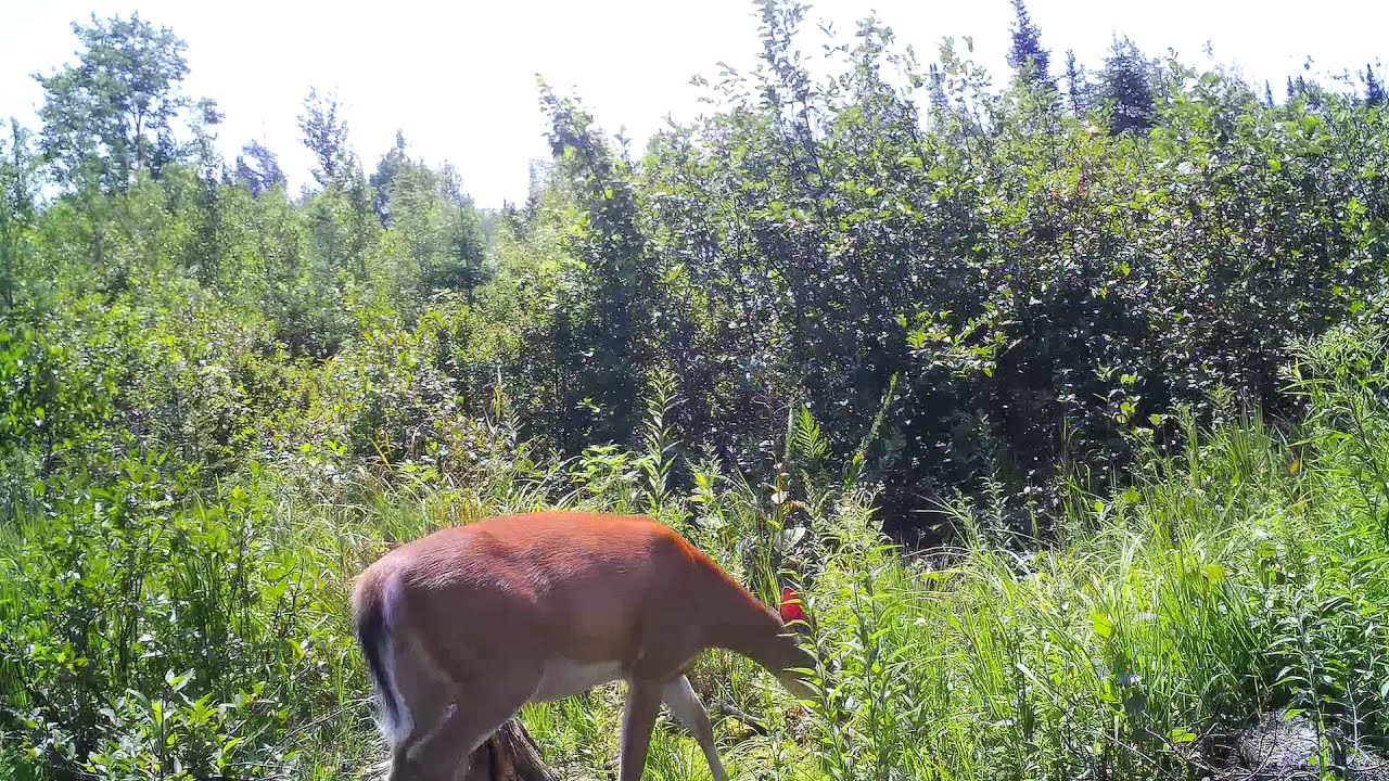 MG983G-30M Bolyguard