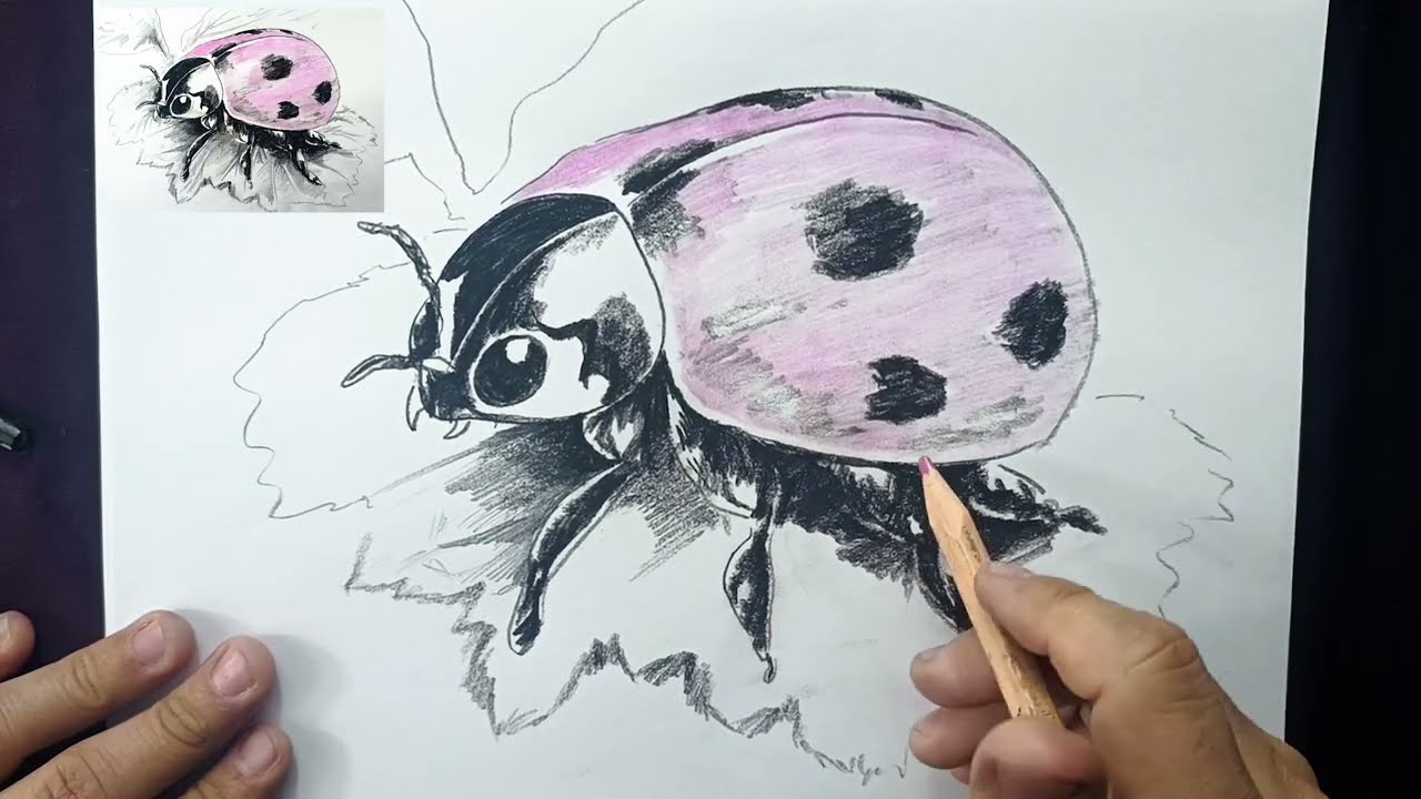 How to draw a bug