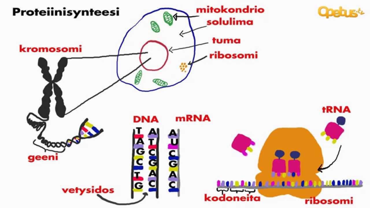 Proteiinisynteesi (yleisesti)