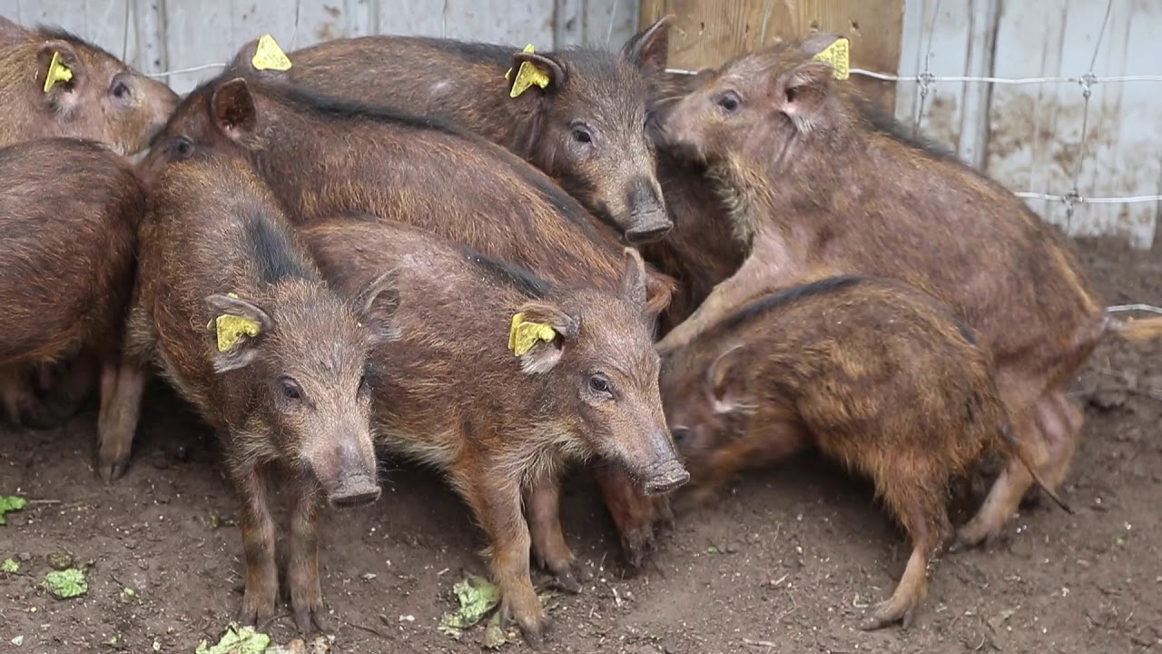 Kiefro Wild Boar Farm: Sustainably, ethically raised meat that's extraordinarily flavourful
