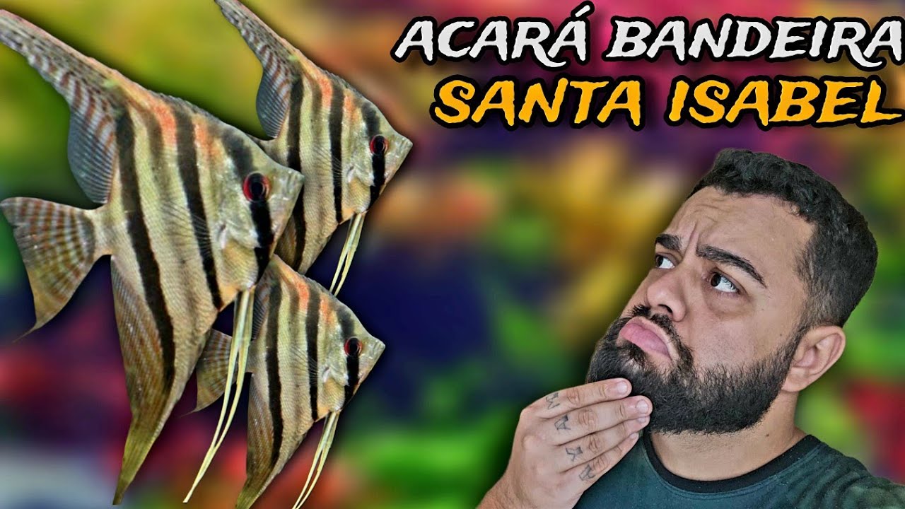 RECEBEMOS UM ACARÁ BANDEIRA RARO! CONHEÇA O ACARÁ SANTA ISABEL!