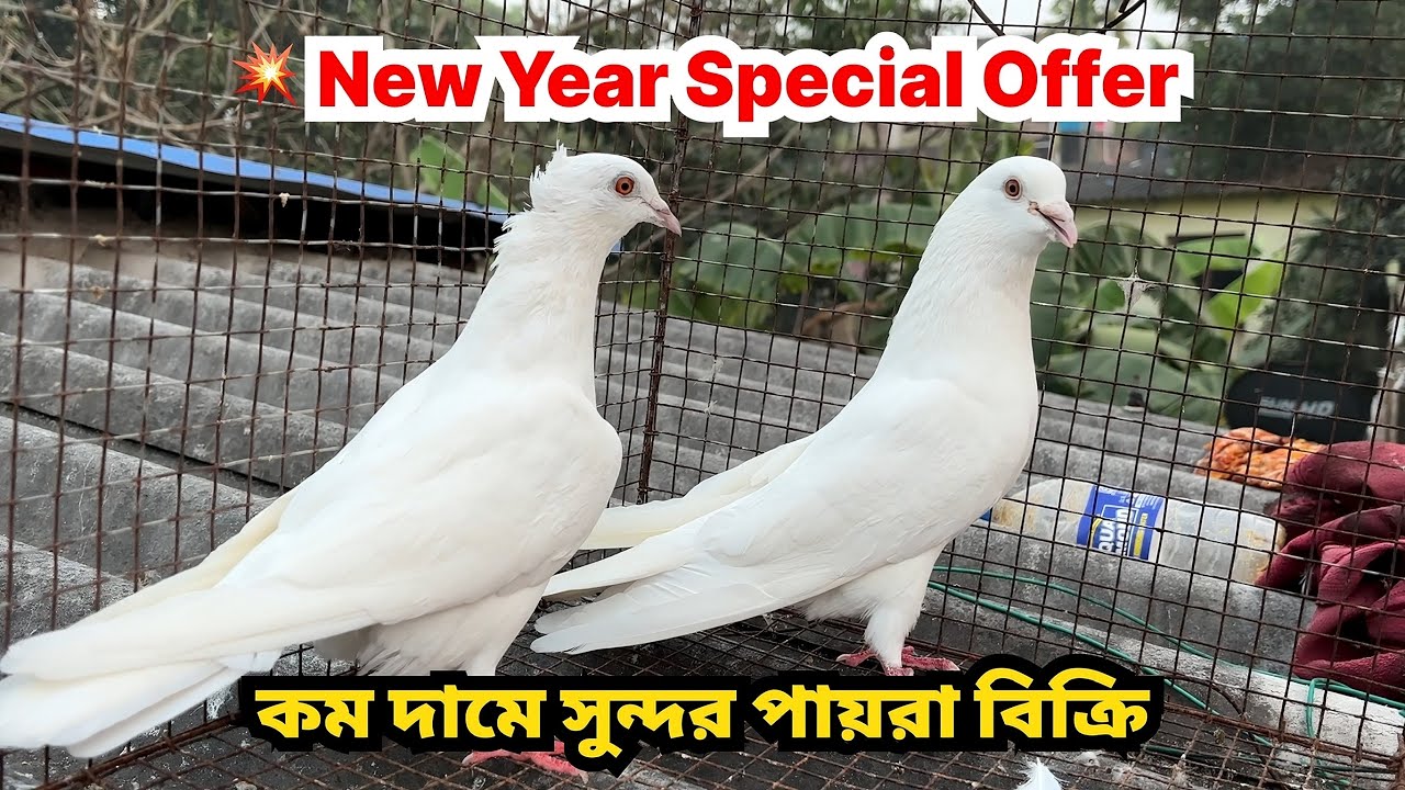 💥 New Year Special 2026 || কম দামে সুন্দর পায়রা বিক্রি @ubsagarpigeon