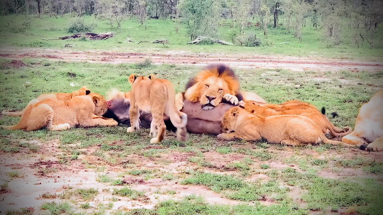 Greedy male lion sleeping on his meal