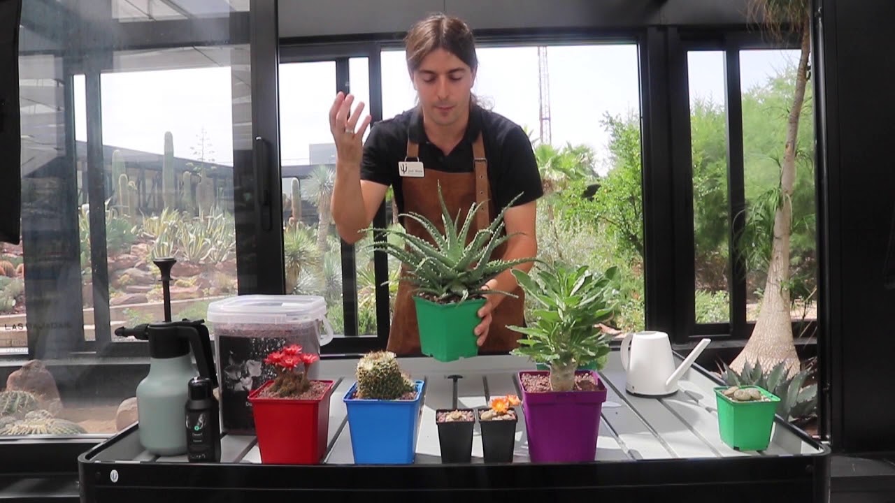 Desert TIPS. Capítulo 3: Consejos para tus plantas después del verano.