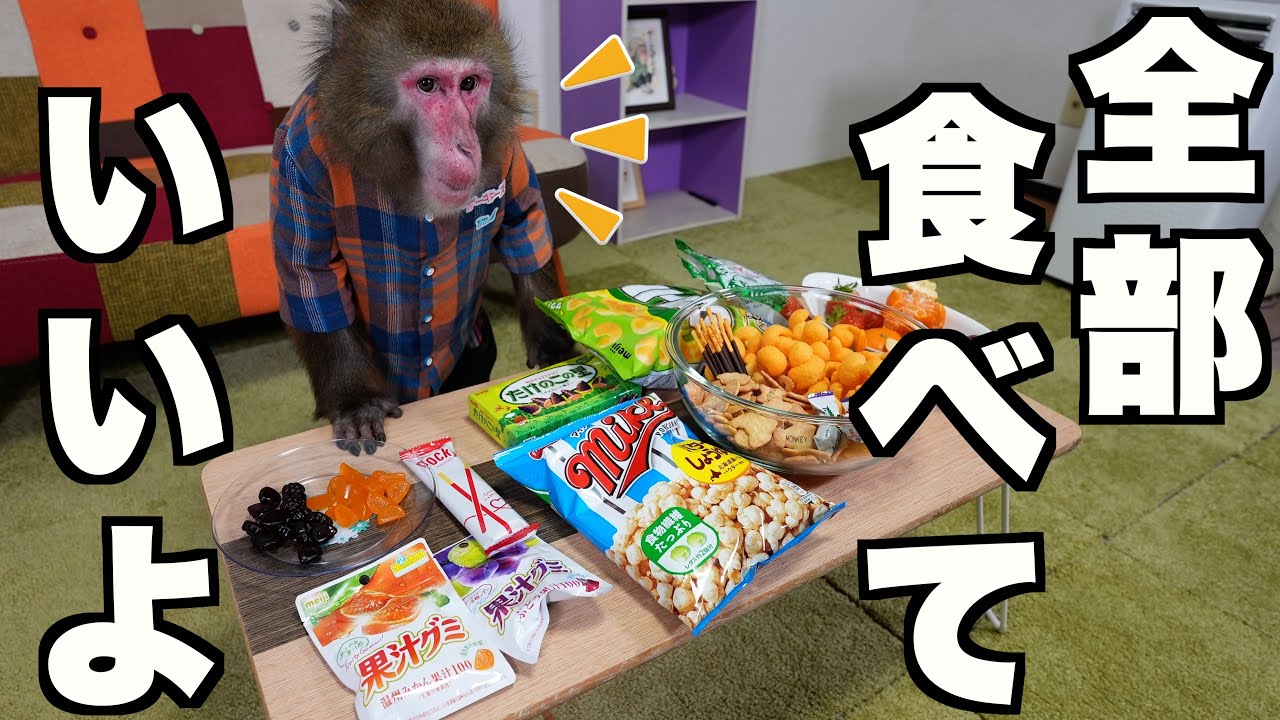 「ありえない量」のおやつをもらったお猿さん、天才すぎる行動に出て飼い主を困惑させてしまう