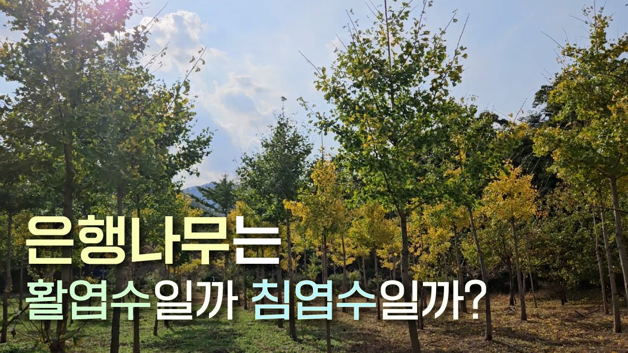 EP.25 | 은행나무가 살아가는 방식