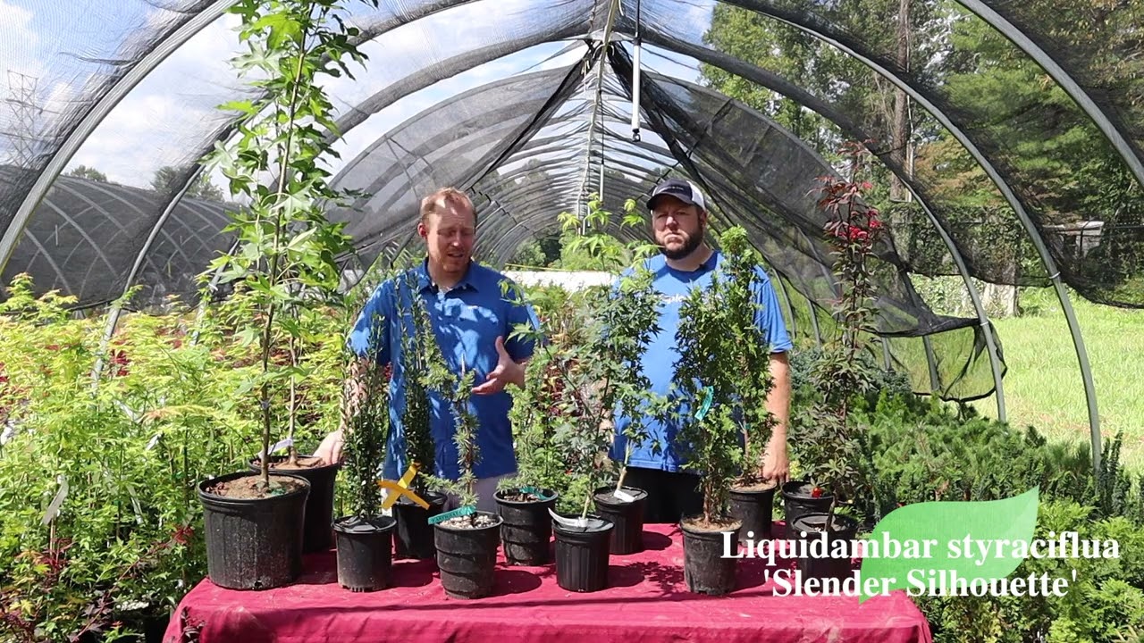 Liquidamber styraciflua 'Slender Silhouette' | Columnar Sweet Gum | MrMaple Clips
