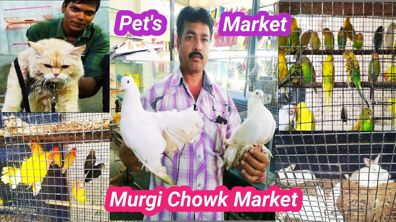 Pet Market In Hyderabad // Cheapest & Biggest Pet Shop In Hyderabad // Persian Cats // Rabbits