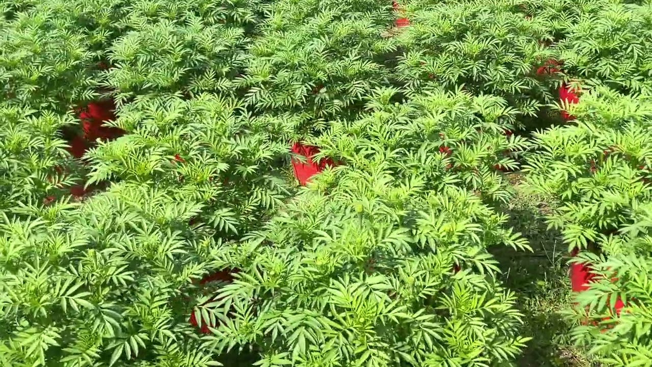 mùng 7/12 . chuẩn bị nụ phải đươm lên. đúng ngày cái ten .phải khoe sắc chạy rìa …..