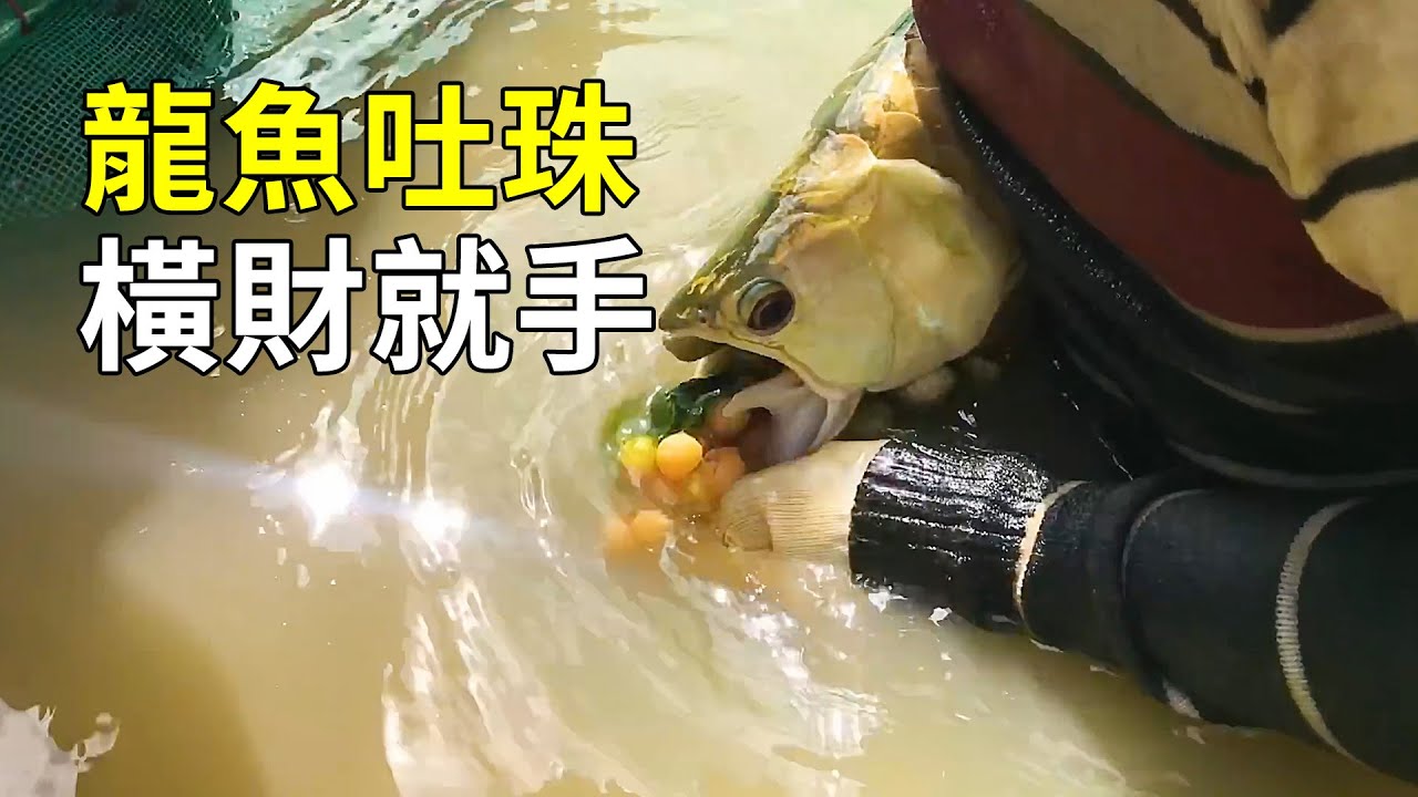 土豪最愛的風水魚，龍魚究竟從何而來？