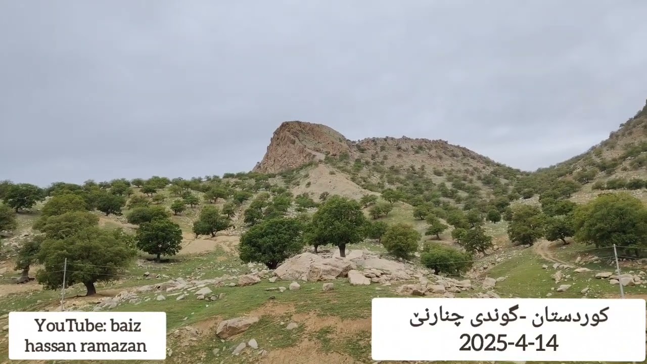گوندی چنارنێ -سرووشتی کوردستان 14-4-2025..