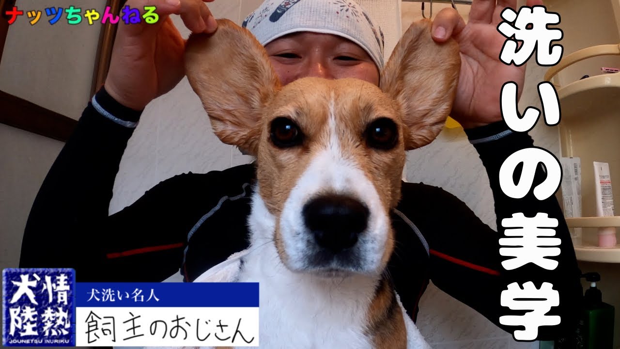 【情熱犬陸】ビーグル犬の飼主。ビーグルの洗い方を独占公開‼️