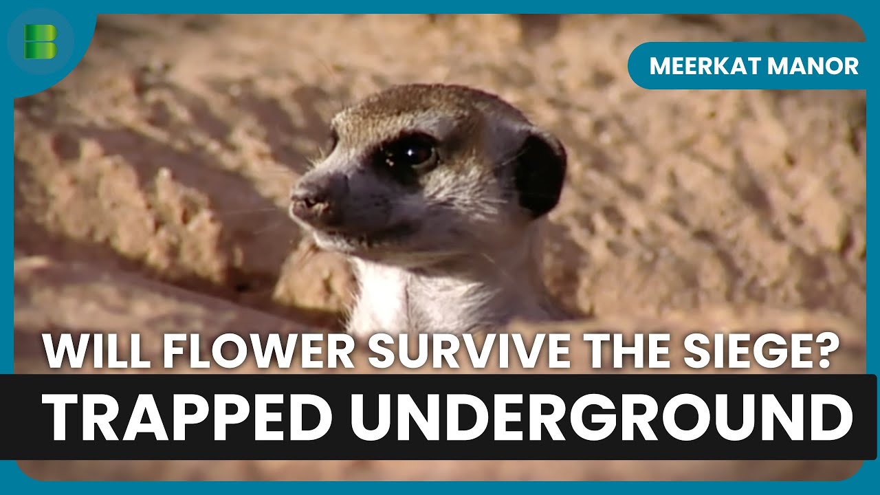 Flower's Gang Battles Commandos for Survival | Meerkat Manor