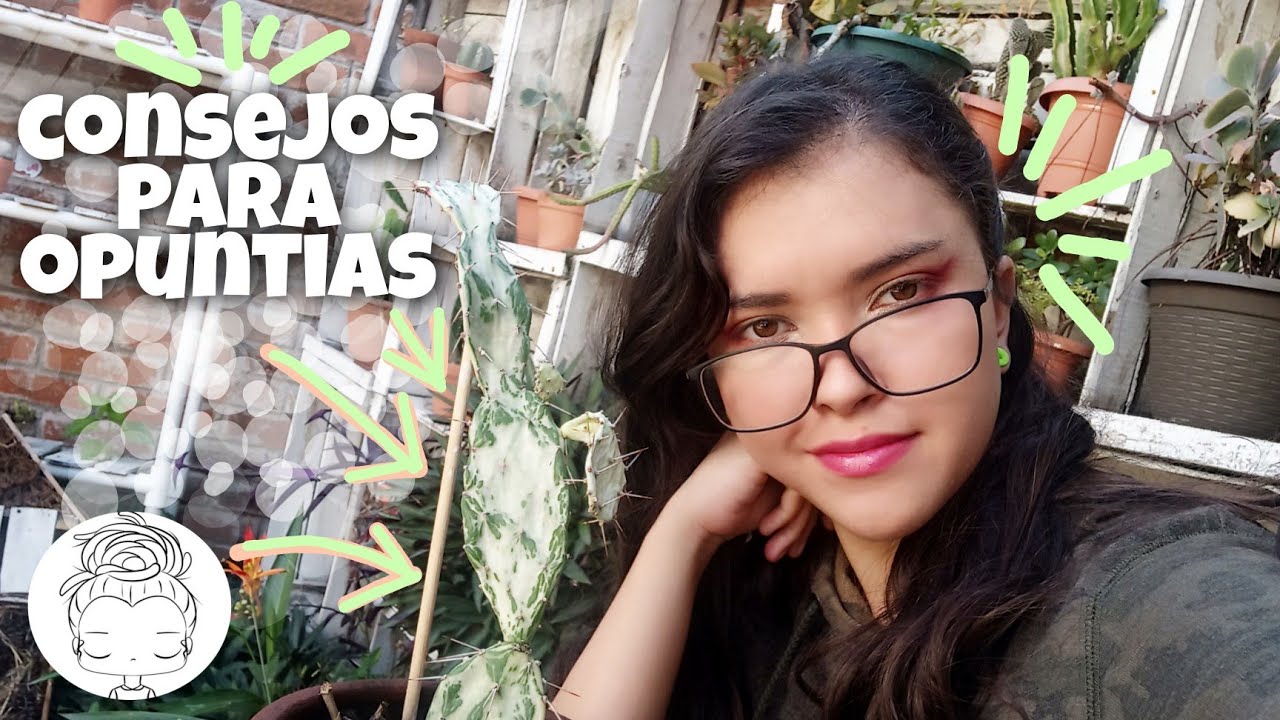 Trasplantar CACTUS, POR QUÉ se caen? Opuntia Monacanta Variegada👌🏼🌟🏜️