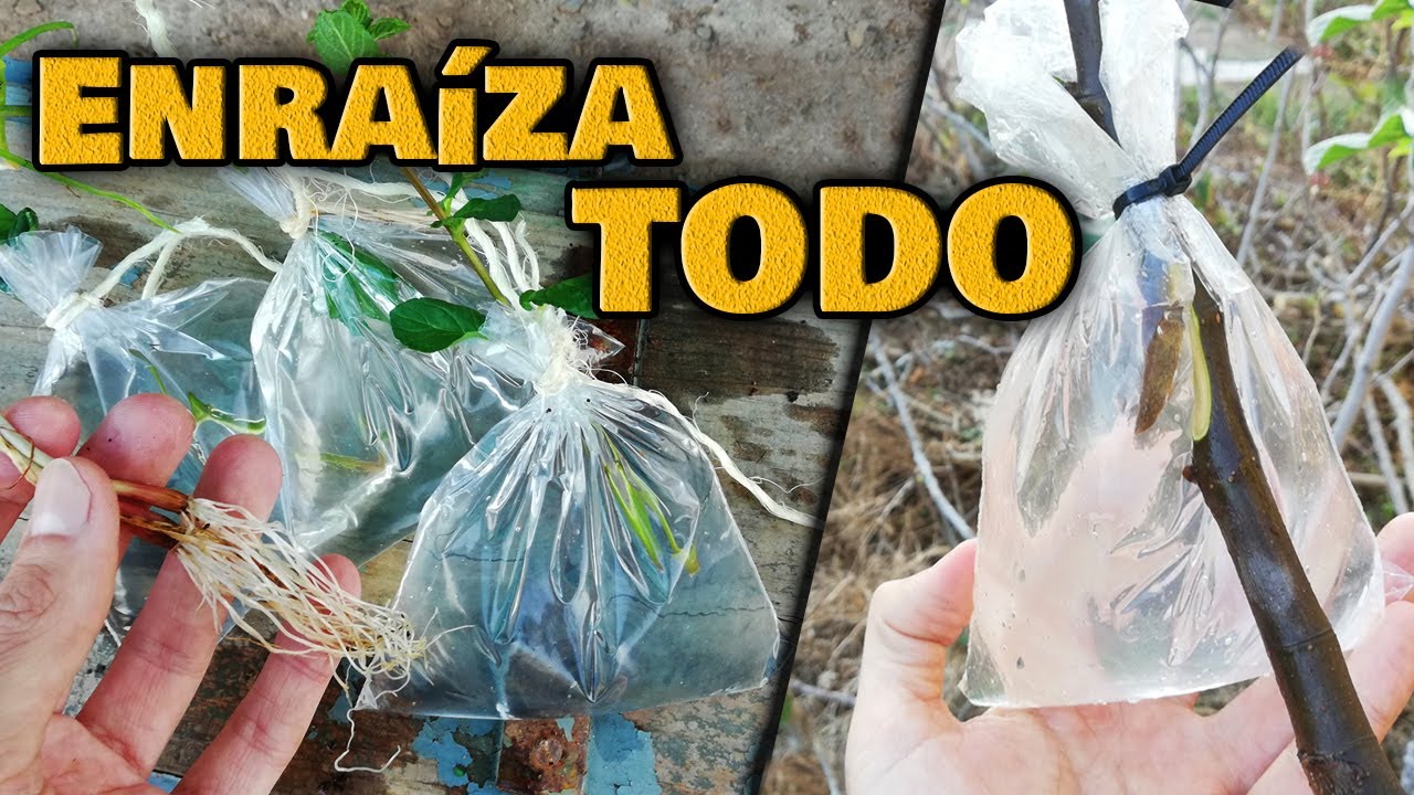 ENRAÍZA CUALQUIER PLANTA RÁPIDO | Ramas de ÁRBOLES Frutales, Cítricos y Enraizar Esquejes